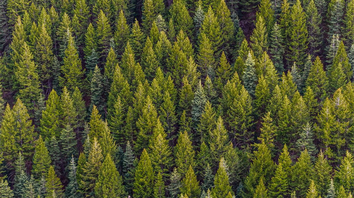 Mini Forest: 100 trees