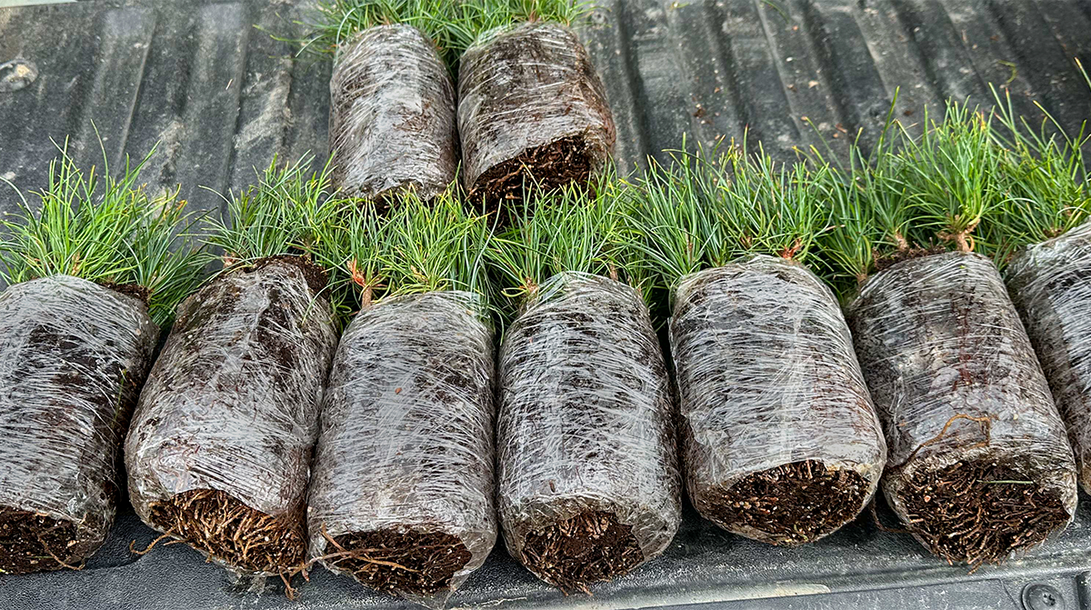 Tree Bundle: 10 trees