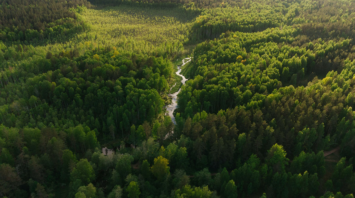 Forest: 200 trees