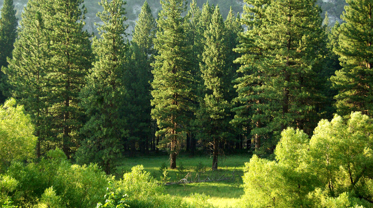 Tree Grove: 20 trees